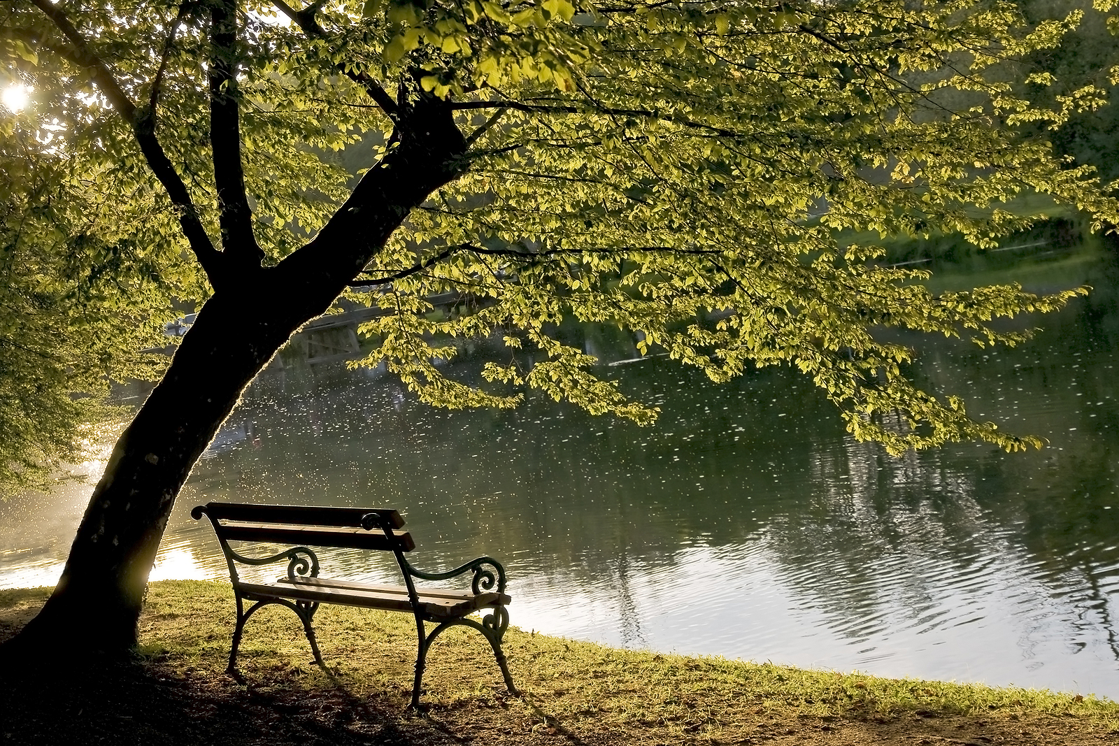 Bench under the tree by the riverside.
