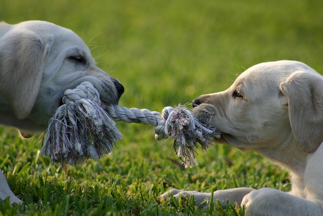 dogs playing tug